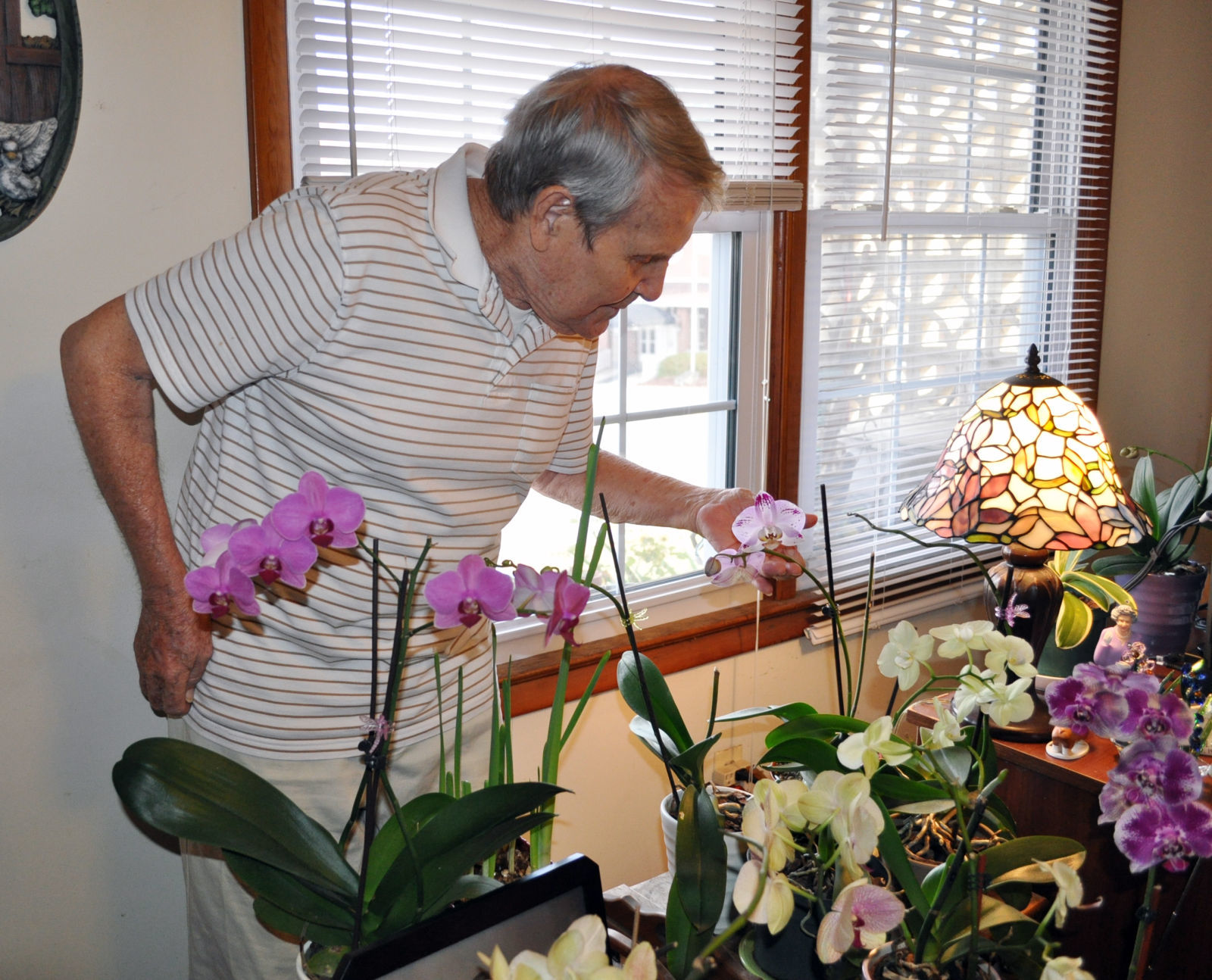 Orchids